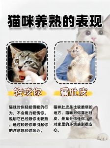 养不熟猫咪怎么办？耐心赢得信任（猫咪养不熟的表现）