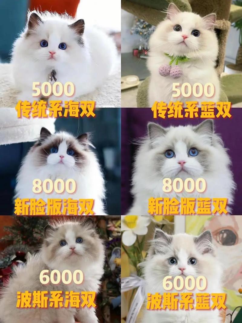 猫咪怀孕要多久？注意事项全知道！（布偶猫孕期多少天）
