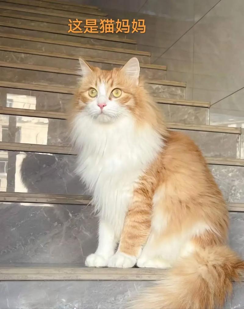 可爱但需谨慎繁育（橘猫和布偶混血照片）