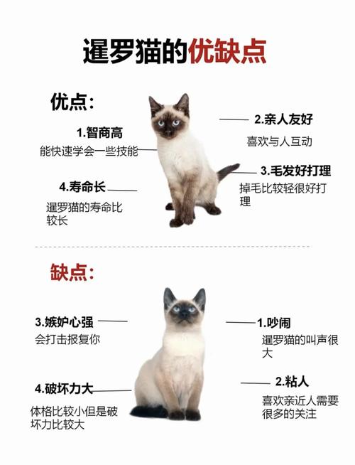 暹罗猫黏人蓝猫独立，狸花猫后代性格多样遗传复杂（狸花猫暹罗猫蓝猫的优缺点）