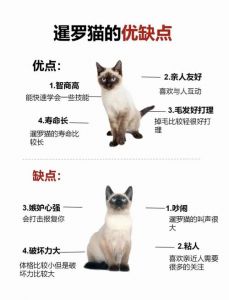 暹罗猫黏人蓝猫独立，狸花猫后代性格多样遗传复杂（狸花猫暹罗猫蓝猫的优缺点）