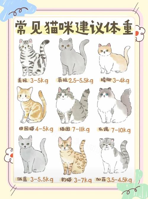 布偶猫体重对照表，8-10公斤是正常范围（布偶猫体重对照表）