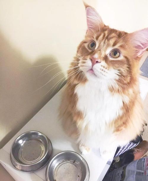 墨尔本橘猫Omar成世界最长寿家猫，性格温顺，与牧羊犬和谐相处（橘猫缅因串图片）