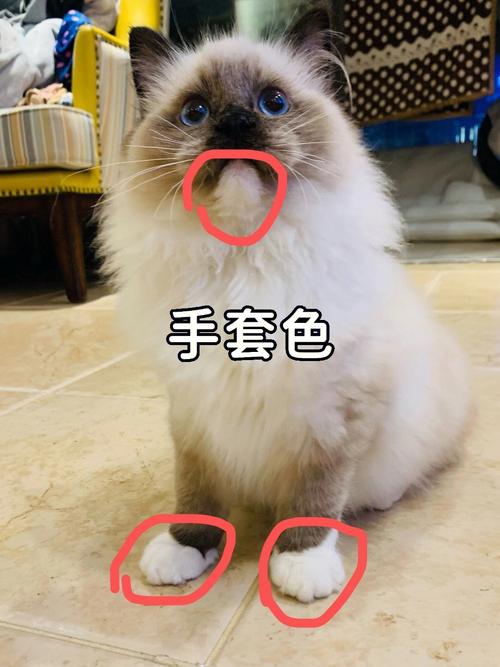 手套和重点色布偶猫，外观区别大（手套布偶猫和重点色布偶猫区别）