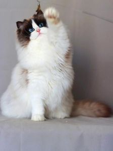 海双蓝双山猫与火焰猫（海双猫赛级标准）