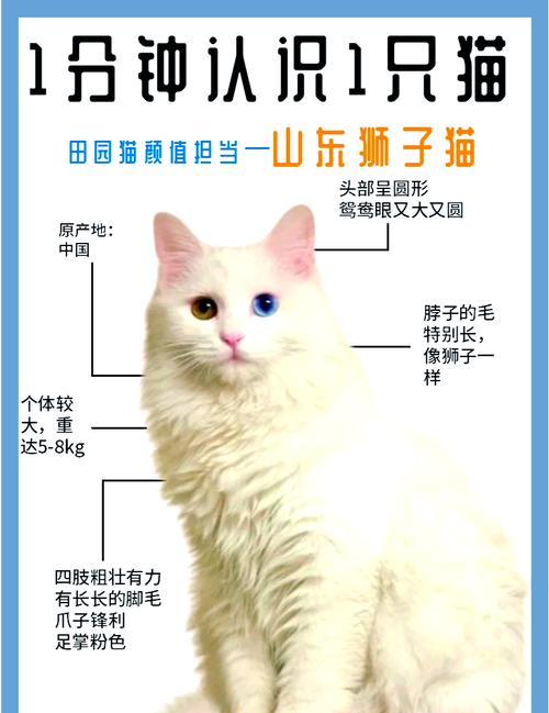 温顺聪明的狮子猫，适合家养，需要陪伴（狮子猫好养活吗）