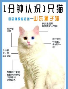 温顺聪明的狮子猫，适合家养，需要陪伴（狮子猫好养活吗）