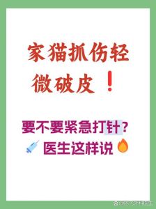 布偶猫抓伤需打狂犬疫苗吗？（布偶猫抓伤需要打狂犬疫苗吗）