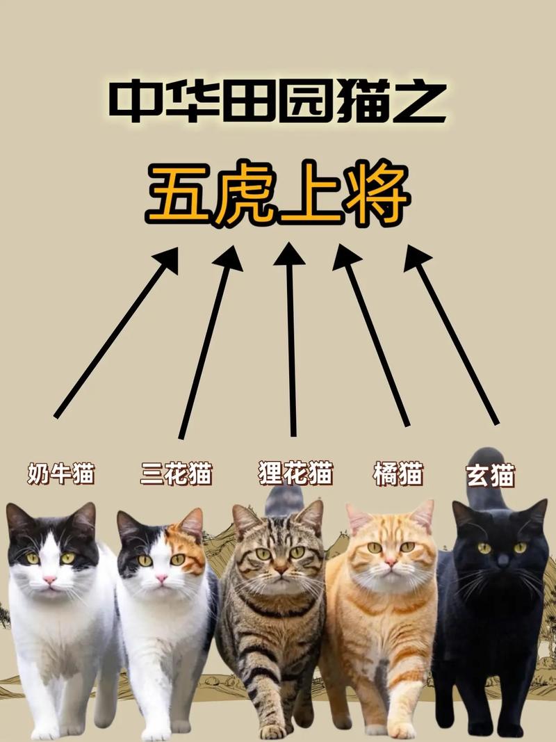 德文卷毛到布偶猫，颜值与喂养要点全知道！（猫眼中猫界颜值排行榜）
