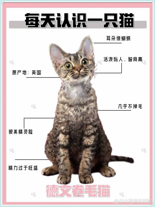 粘人爱玩但需多陪伴（德文猫的优缺点有哪些）