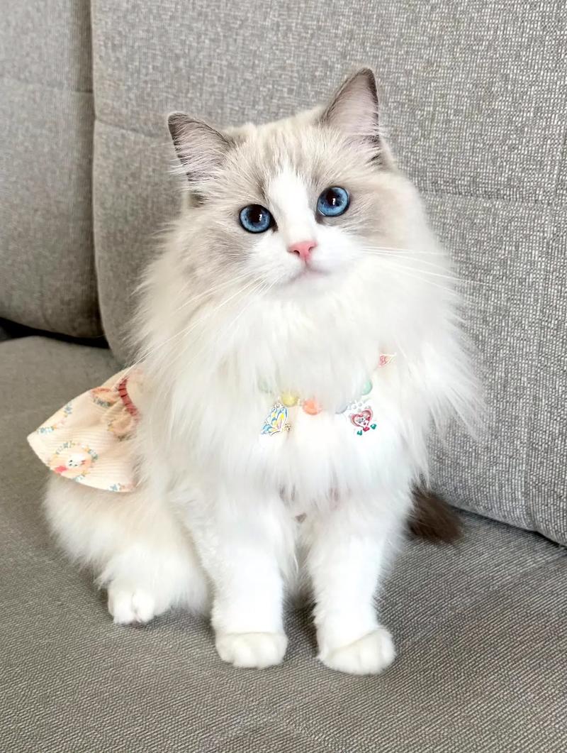 布偶猫发情期怎么办？（布偶几个月开始发猫情）