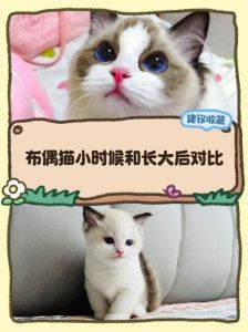 布偶猫40天走路不稳，警惕健康问题需就医（布偶猫40天左右走不稳正常吗）