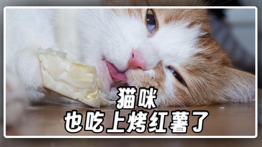 小猫爱吃红薯？煮熟适量喂，注意健康！（小猫咪吃红薯）