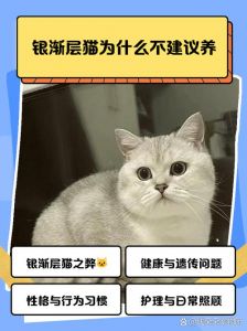 美丽却难养，倔强易胖还掉毛（为什么银渐层猫尽量少养）