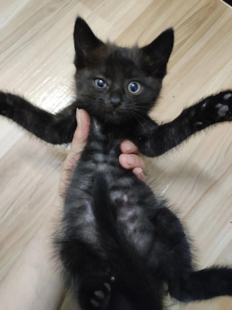 独特毛色性格，每只都是艺术品（蓝猫和简州猫串出来的猫什么样子）