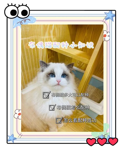 选种与健康（布偶和什么猫配种好看）