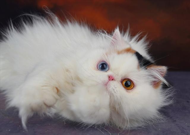 养猫需谨慎，别让波斯猫的高额医疗费成为负担（布偶猫还是波斯猫好养）