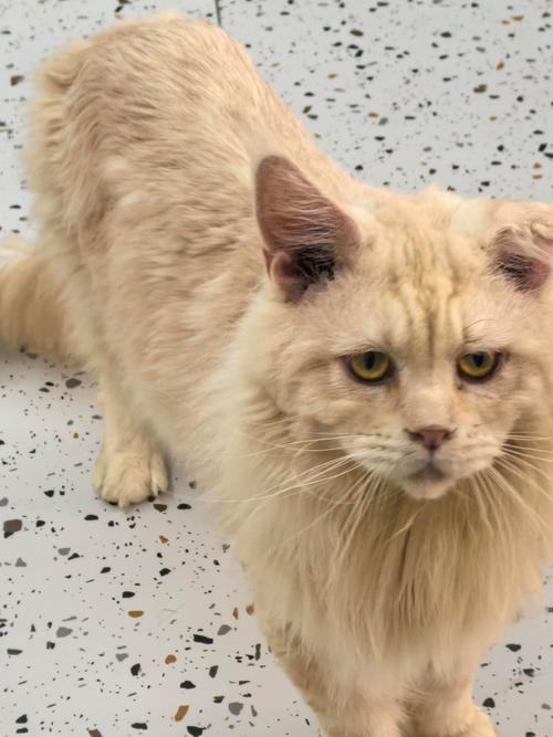 墨尔本橘猫Omar成世界最长寿家猫，性格温顺，与牧羊犬和谐相处（橘猫缅因串图片）