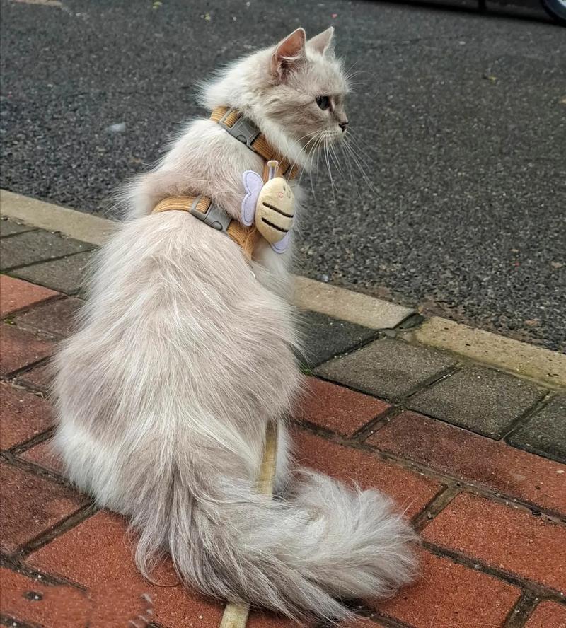 布偶猫母猫最佳绝育时间及注意事项（布偶猫母猫几个月可以做绝育）