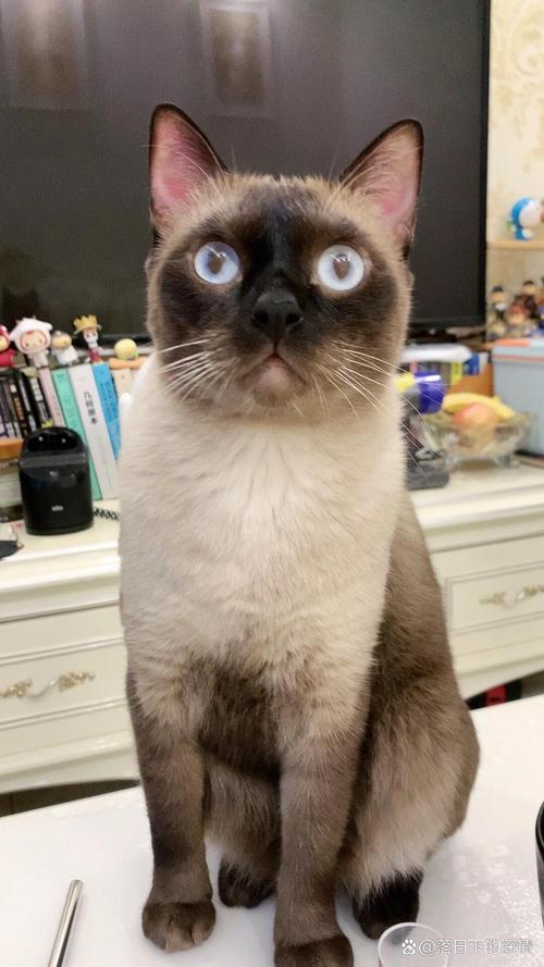 后悔养暹罗猫？太闹腾，还爱叫！（暹罗猫养了几天后悔了）