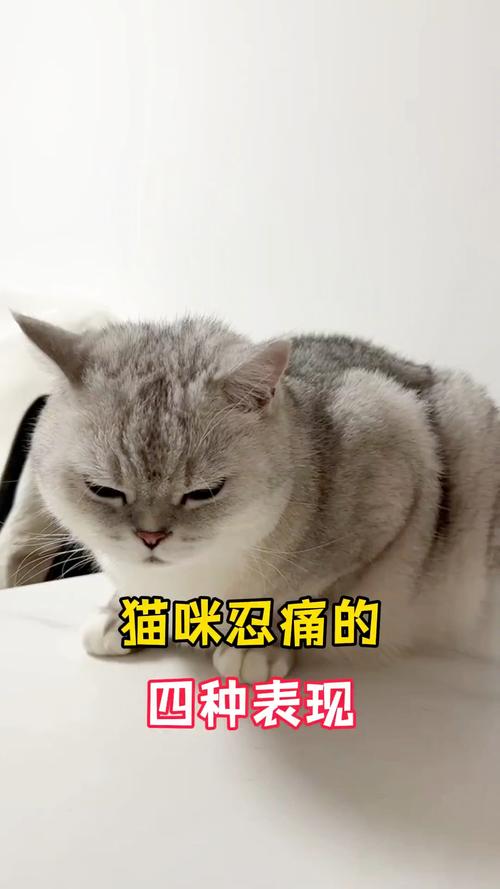 不爱动食欲变爱躲藏？快看兽医！（猫咪忍痛的十种表现）