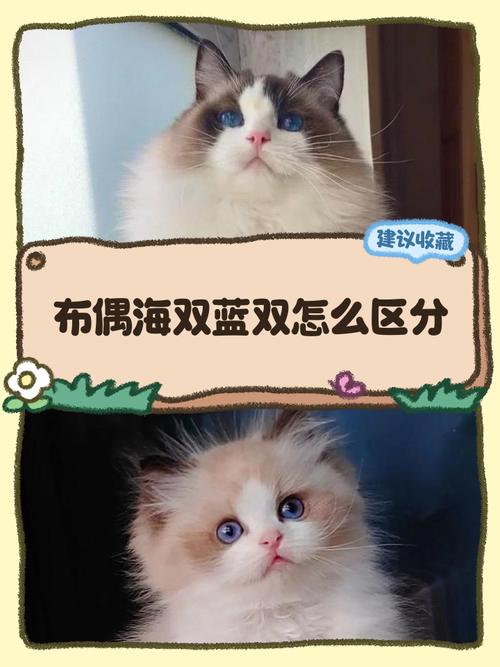 毛色眼神性格大不同（布偶猫蓝双海双的区别）
