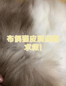 布偶猫胸皮屑多怎么办？（布偶猫皮屑特别多）