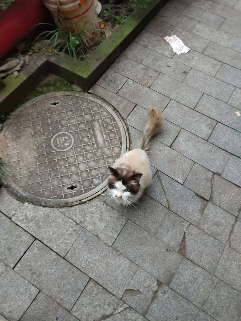 警惕免费领养猫骗局，谨防病猫负债！（我被一只流浪布偶猫讹上了）