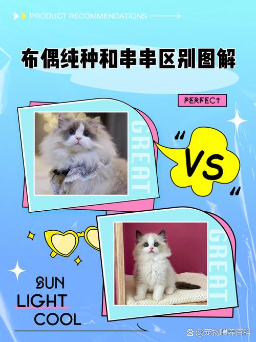 新版布偶猫更活泼，价格稍高，适合有时间精力的人（新版布偶猫和老版布偶猫的区别）