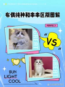 新版布偶猫更活泼，价格稍高，适合有时间精力的人（新版布偶猫和老版布偶猫的区别）