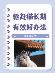 用气味阻隔和喷水，严重可邻里合作（怎么驱赶野猫让它不再来）
