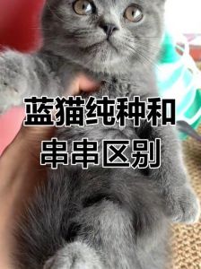颜值性格大不同（纯猫和串串猫有什么不同）