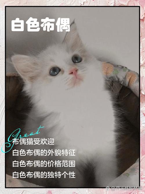 小白猫配布偶猫？后代难预测，健康领养是关键（小白猫可以和布偶配吗）