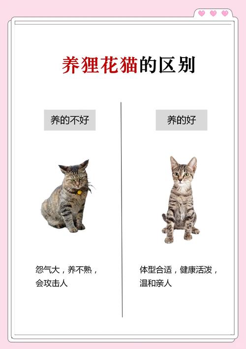 健康心理生活等多方面隐患（养猫有什么坏处）