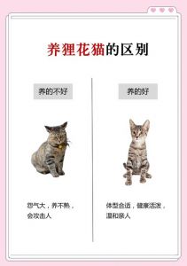 健康心理生活等多方面隐患（养猫有什么坏处）