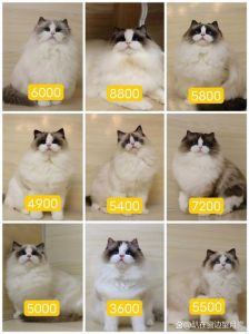 布偶猫价格差异大，选对猫舍很重要！（猫爸猫妈都是布偶猫那布偶小猫多少钱）