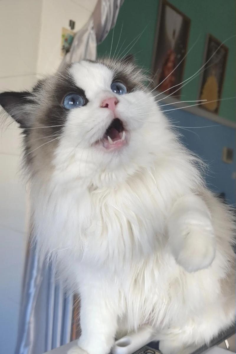 颜值与健康的和谐（开脸不正的布偶猫照片）