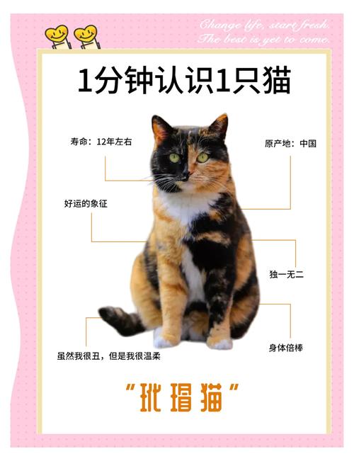 打破品种迷思的毛色奥秘（玳瑁猫是不是就是土猫）