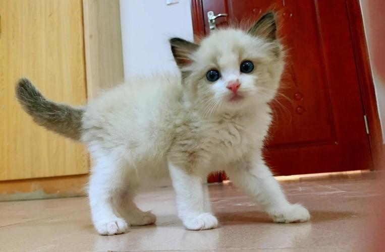 布偶猫瘦小原因多，需综合调理（布偶猫体型小是因为基因不好吗）