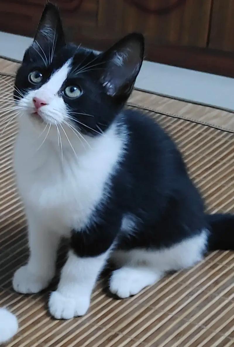 黑白颜值多变，性格复杂，需要关爱陪伴（真正的奶牛猫图片）
