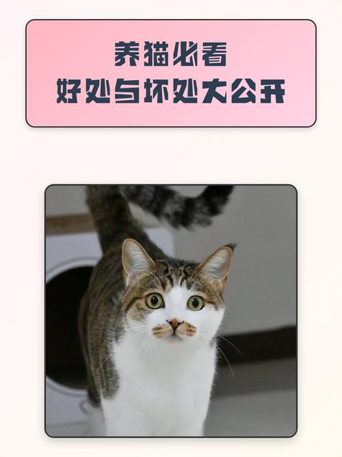 幸福与责任，快乐与付出（养猫好处多还是坏处多）