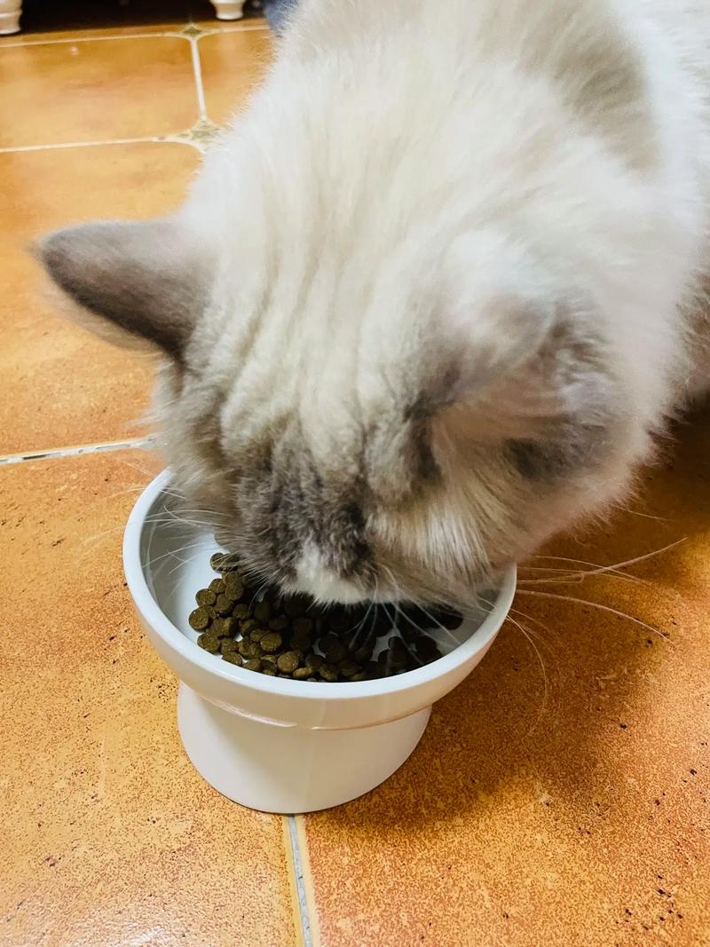 农村布偶猫能吃米饭？科学喂养指南！（农村布偶猫从小喂米饭）