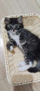 大猫优雅粘人，蓝眼软毛是布偶，串串也好看（串串布偶猫图片）
