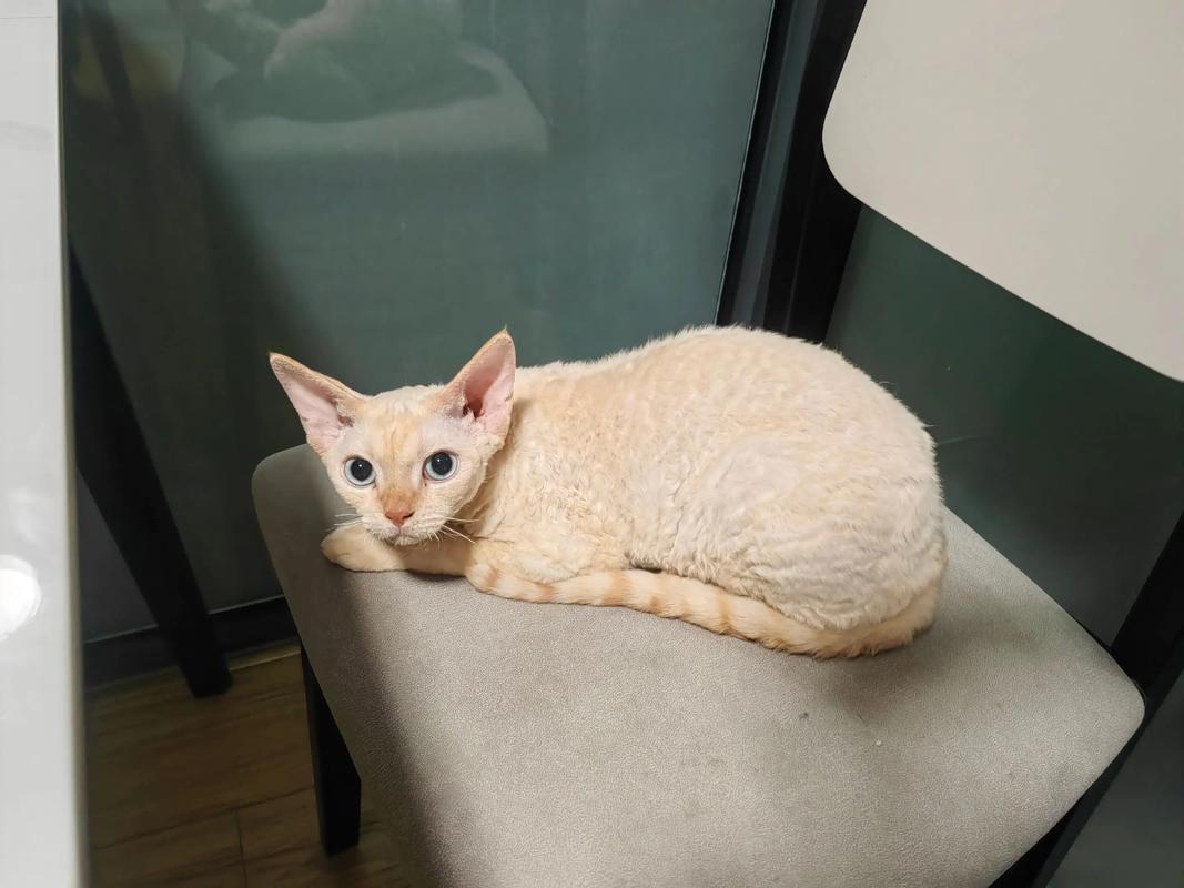 布偶英短美短橘猫狸花暹罗（什么猫温顺粘人又好养）