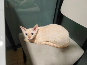 布偶英短美短橘猫狸花暹罗（什么猫温顺粘人又好养）