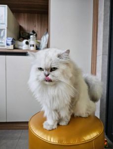 选哪个？（猫品种金吉拉还是安吉拉）