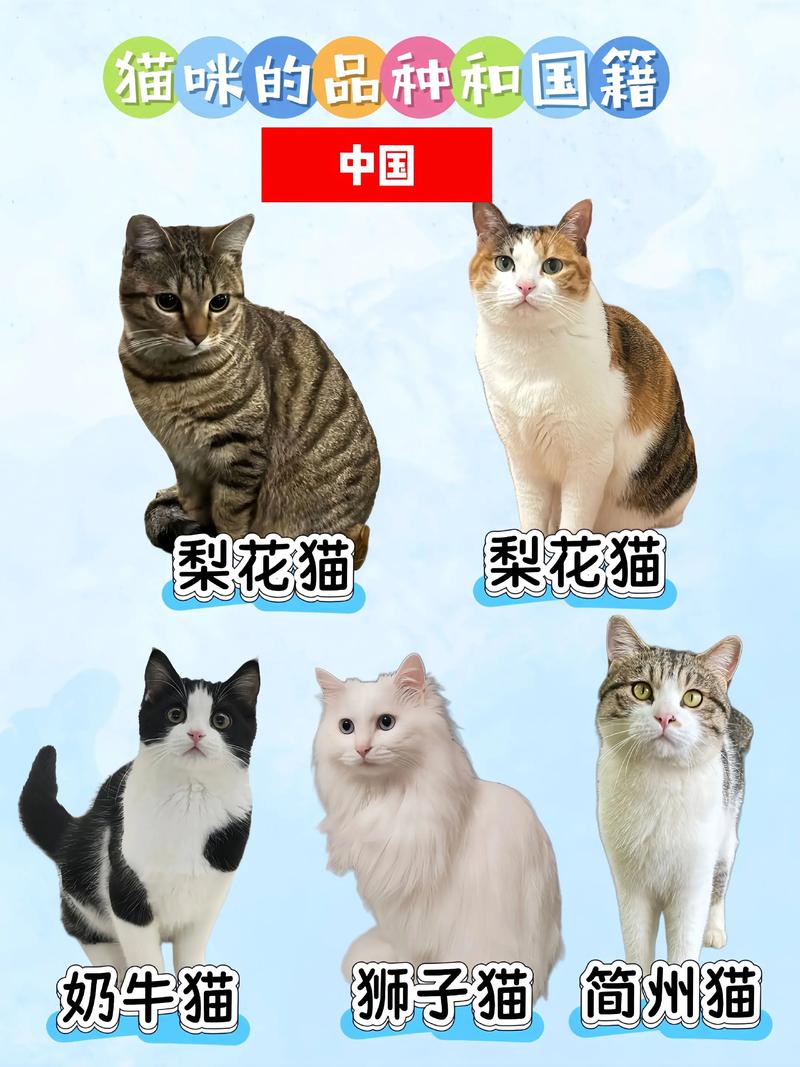 看毛发体型脸型性格，查血统证书，鉴定英短蓝猫纯度（帮我看看这是什么品种的猫）
