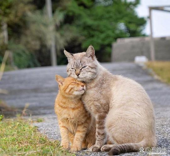 高冷猫？实为深情汉！（一只猫的深情）