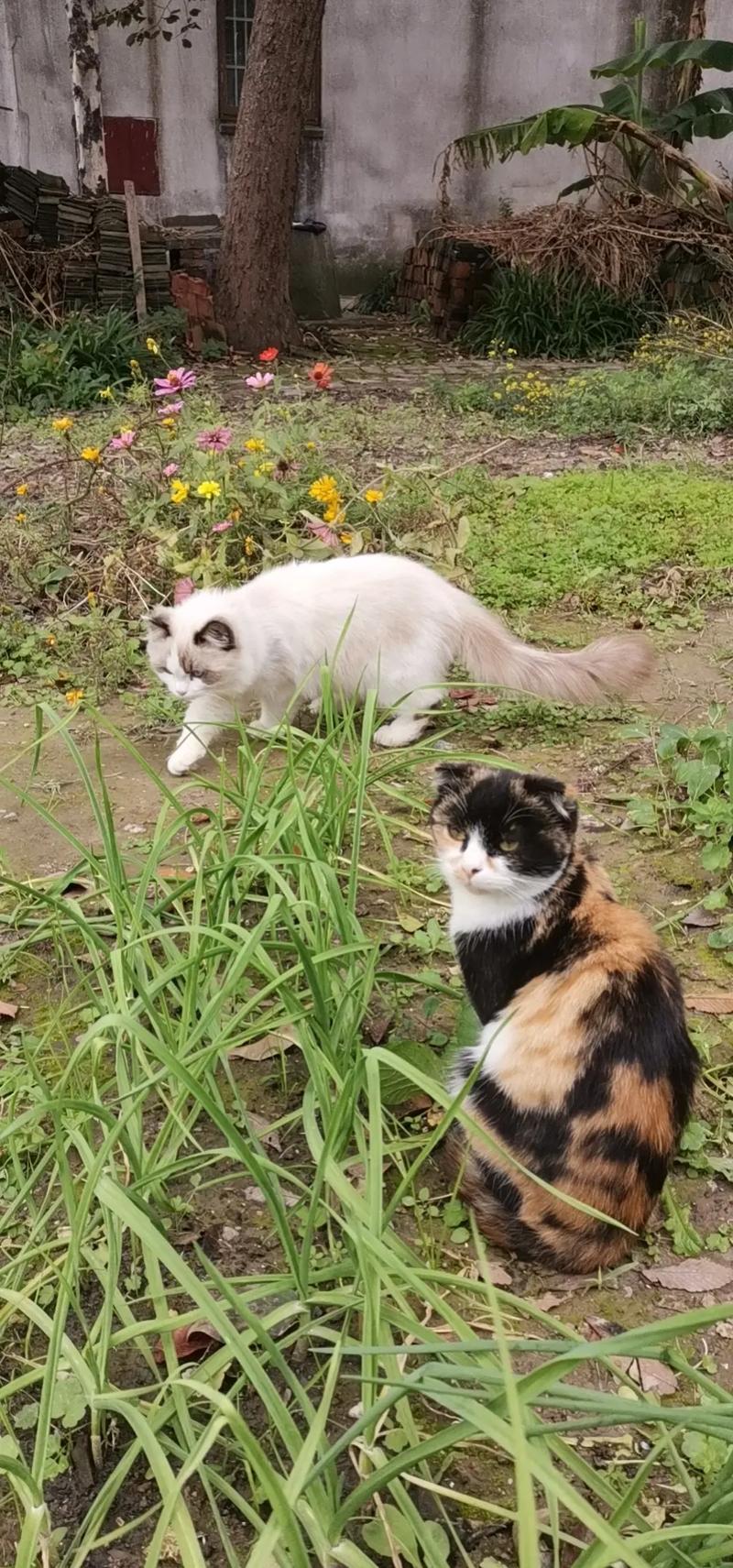 三花猫配布偶猫引争议，动保组织新规为健康！（三花猫跟布偶配种）
