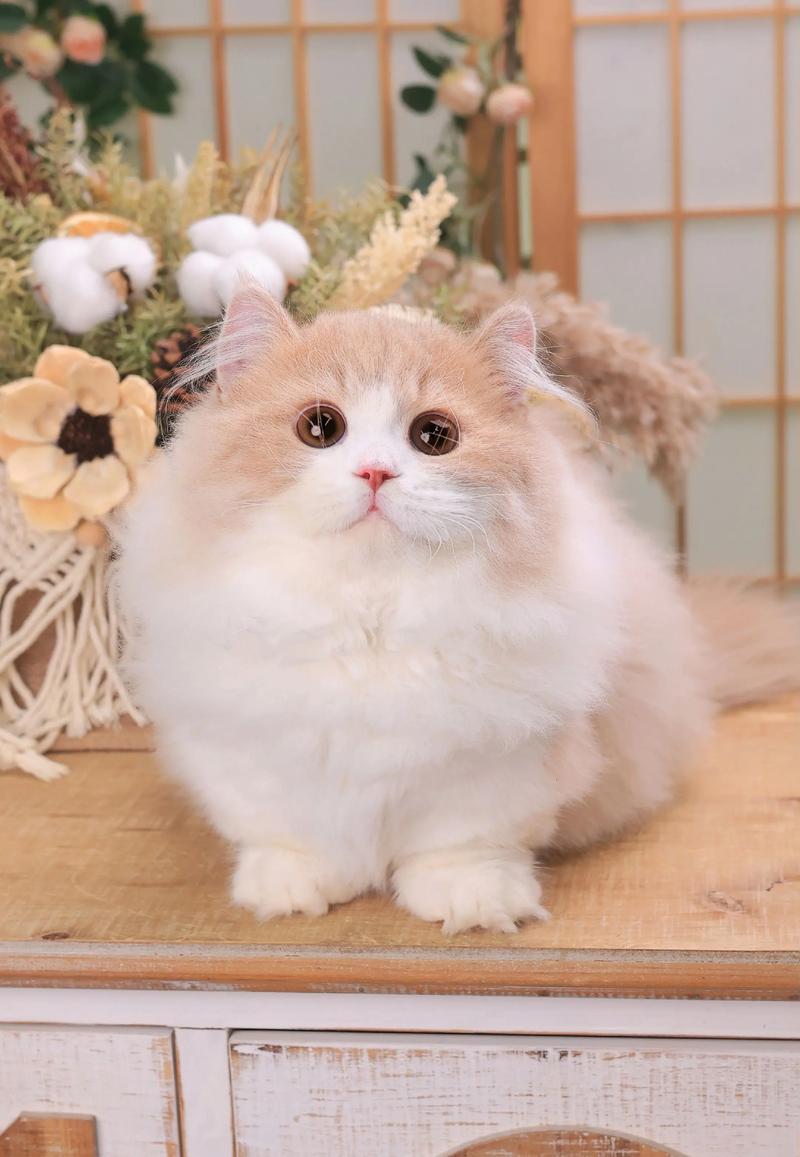 萌短腿，贵萌宠（成年拿破仑猫图片）
